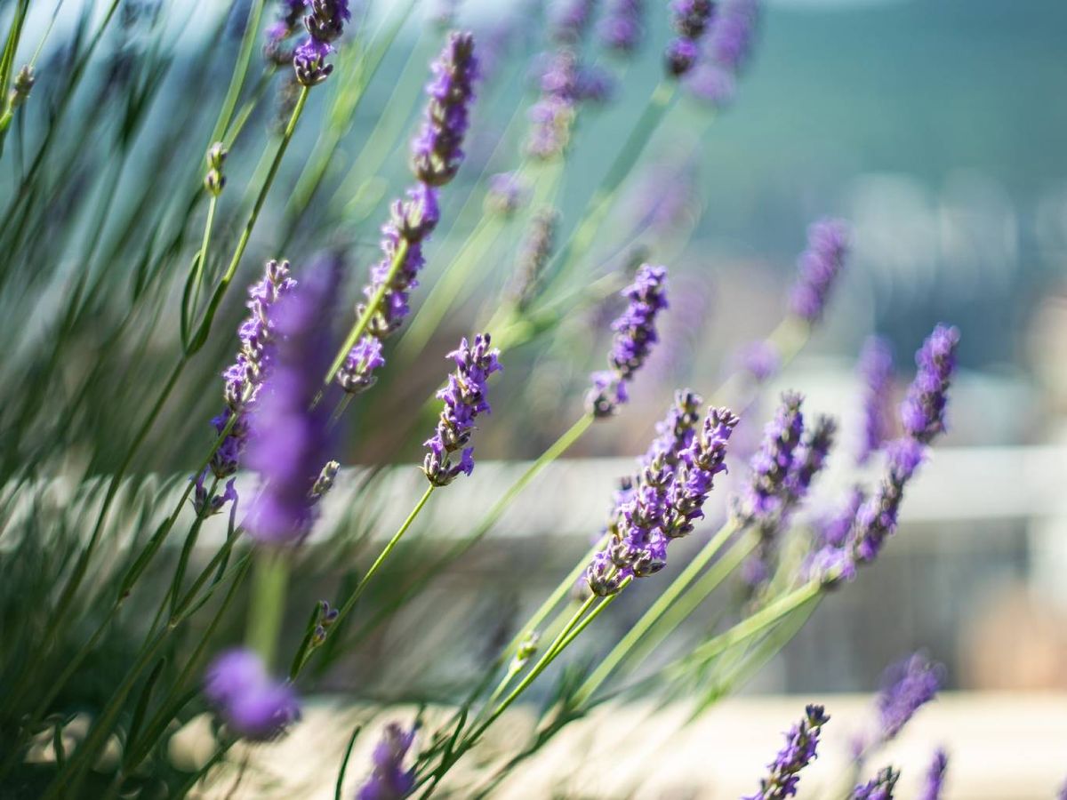 Las flores de lavanda alcanzan su máximo esplendor con la llegada de la primavera.