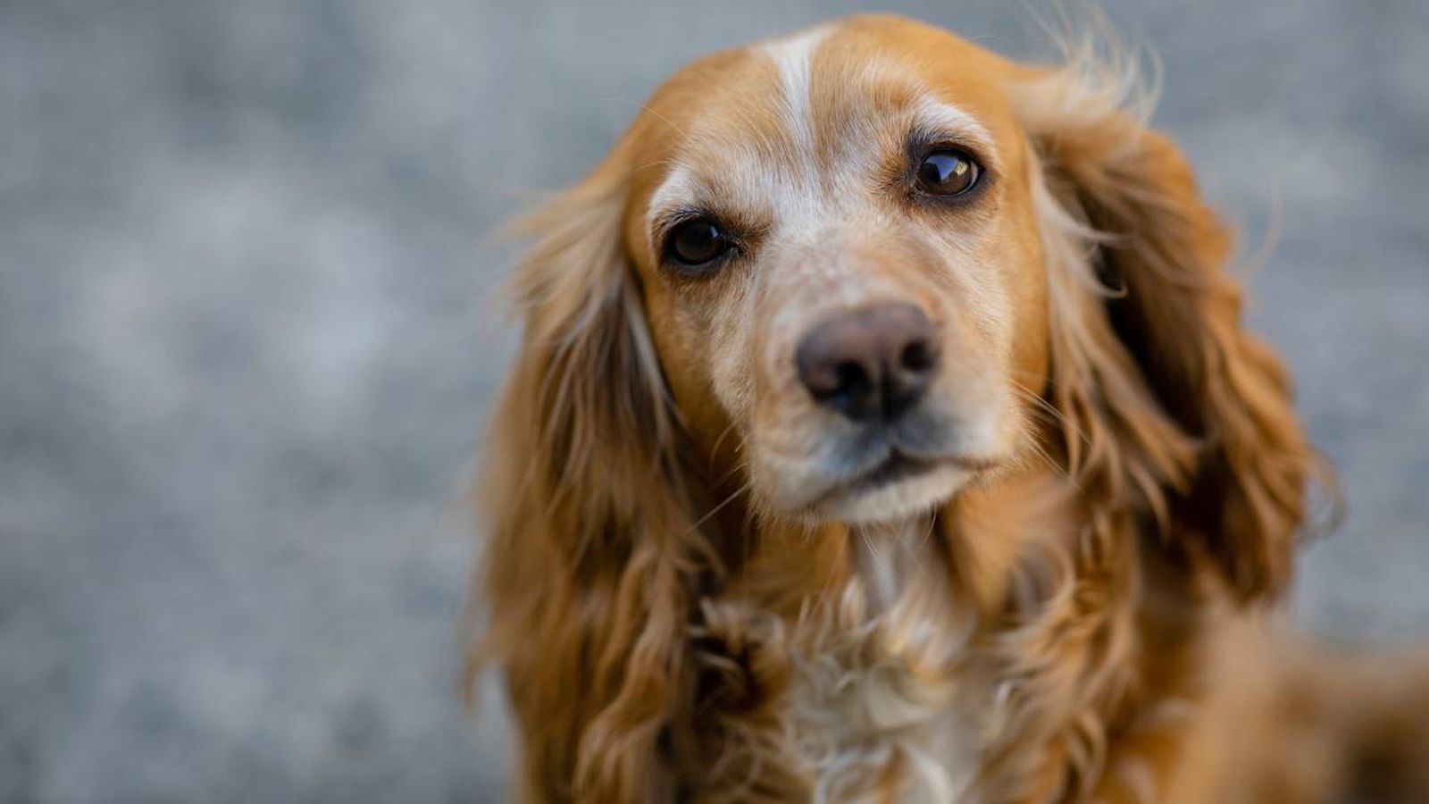 El Cocker Spaniel Inglés es el perro más agresivo según un estudio