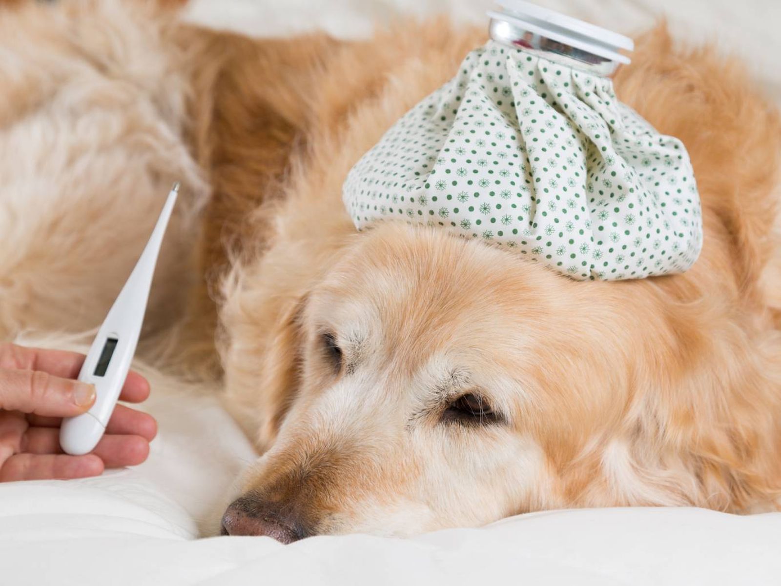 Coloca al perro en una posición cómoda: Tumbado de lado o de pie.