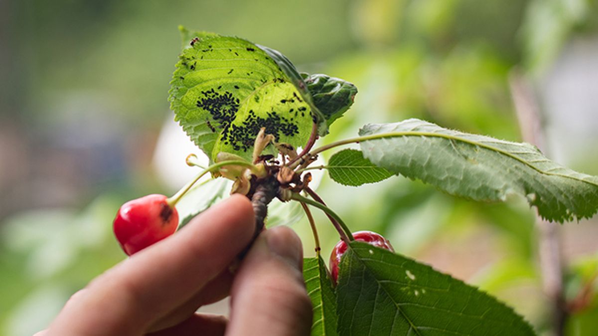pulgon en las hojas de las plantas como combatirlo