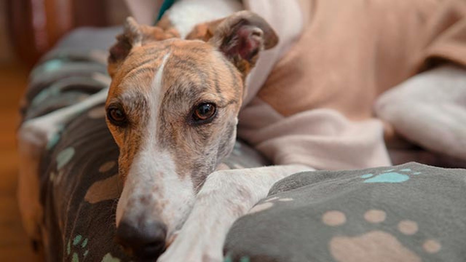 Los galgos son unos perros que han perdido el subpelo.