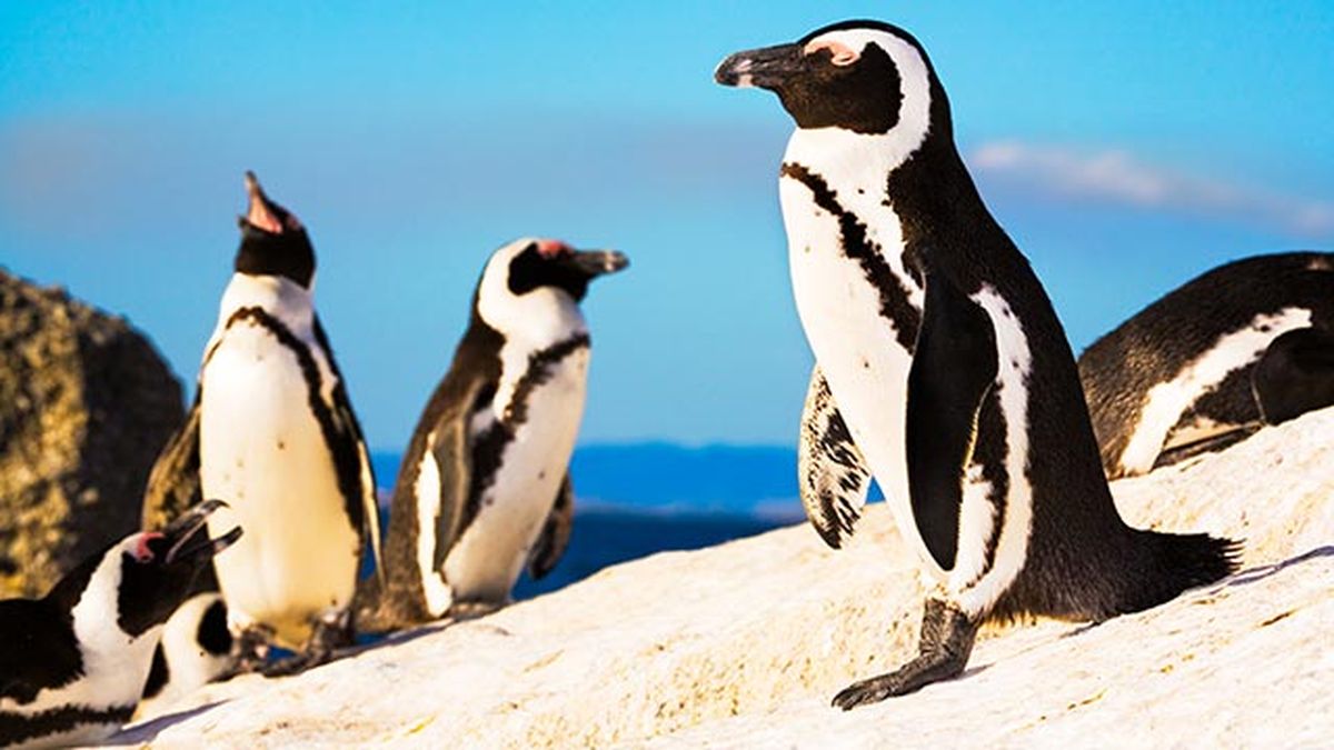 aspectos curiosos pinguinos 2