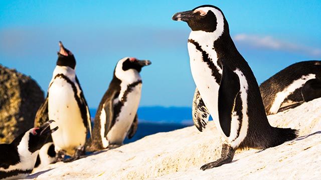 aspectos curiosos pinguinos 2