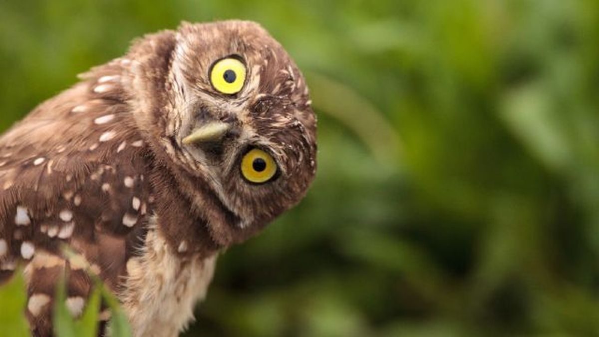 buhos como mascota 2