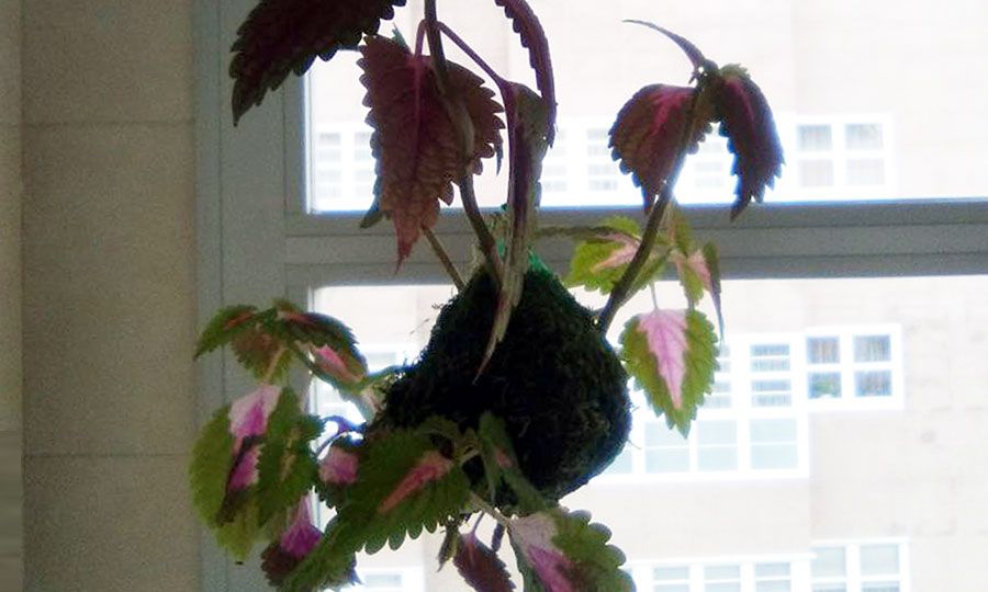 kokedama con coleo