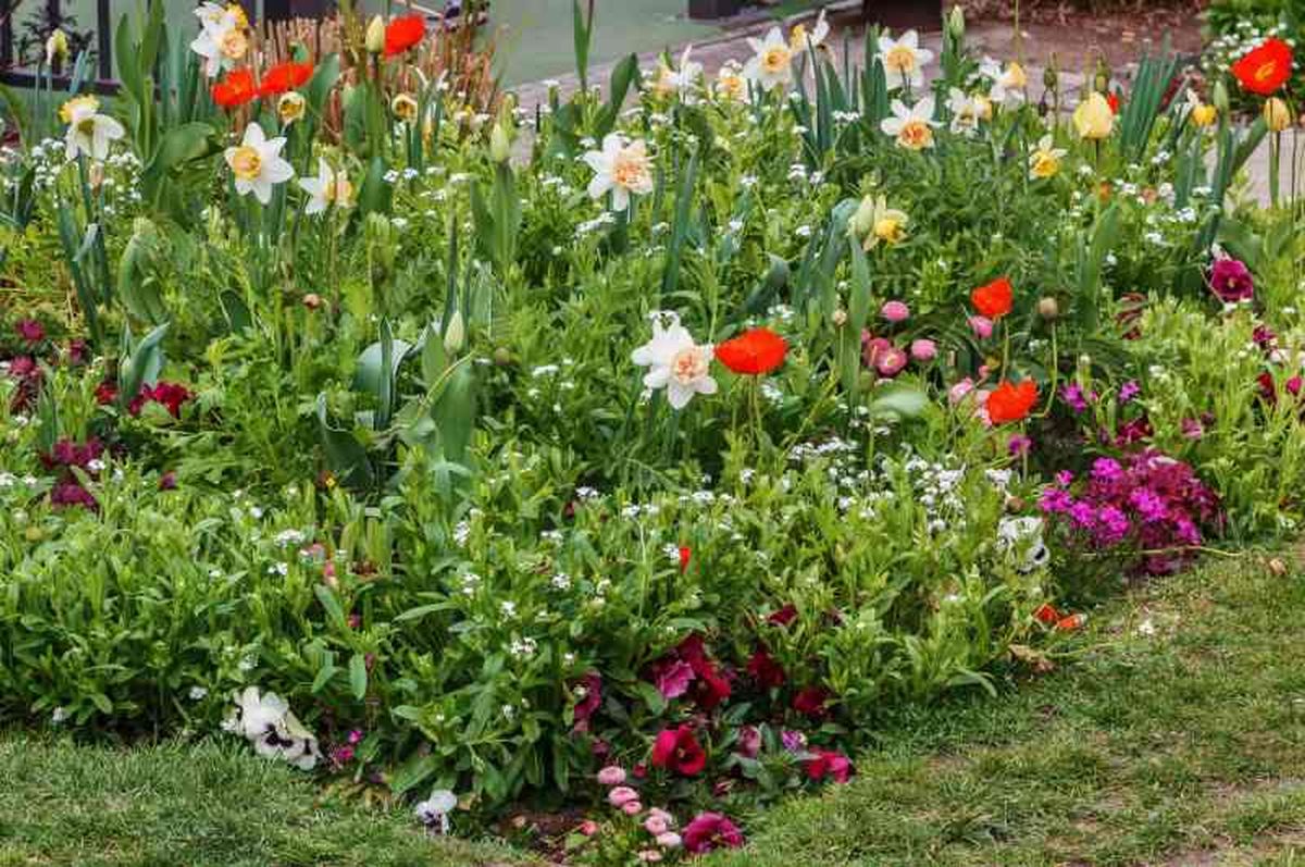 Los jardines de lluvia están formados por una variedad de plantas.