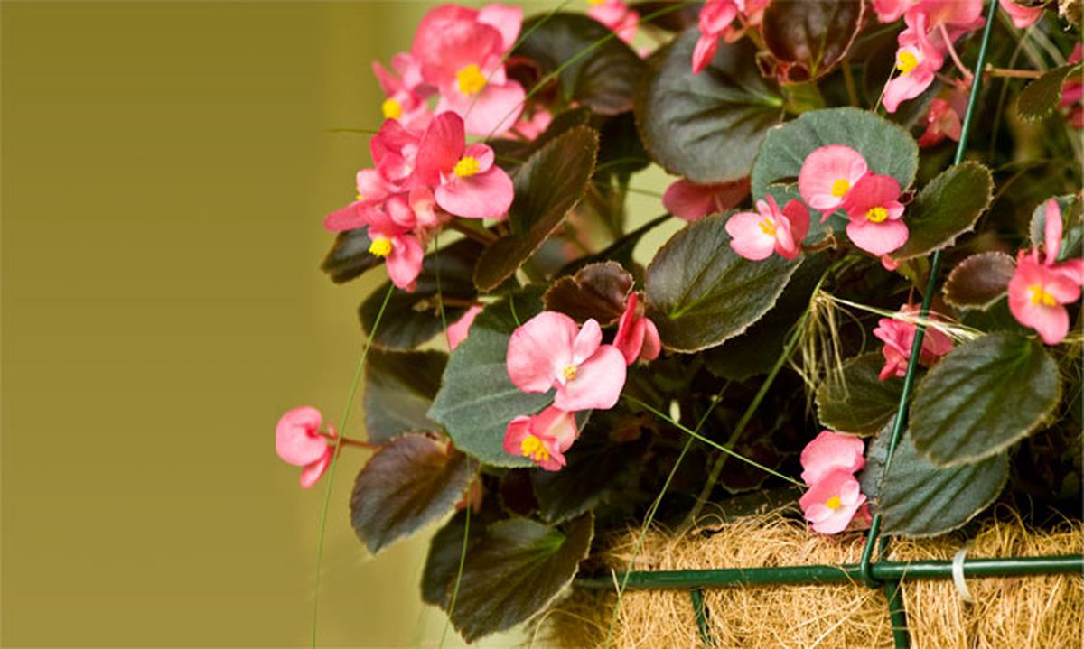 Begonias colgantes