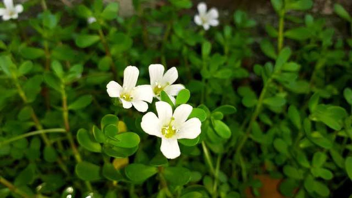 reproduccion de la planta bacopa
