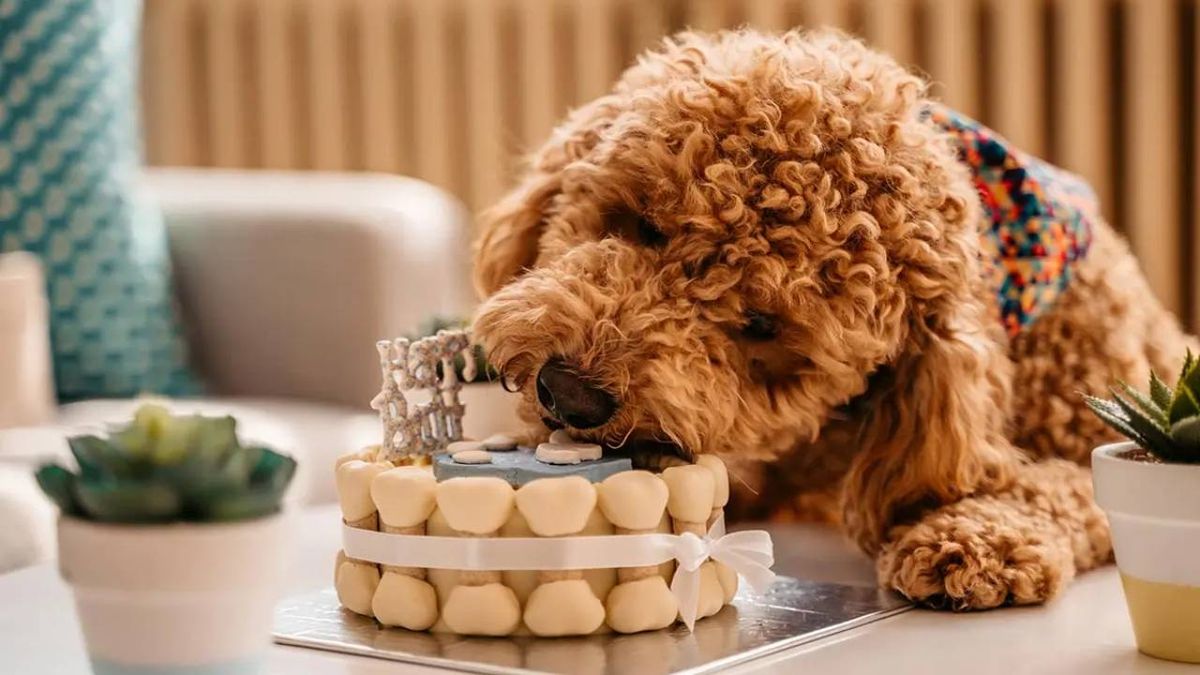 tartas para perros (1)