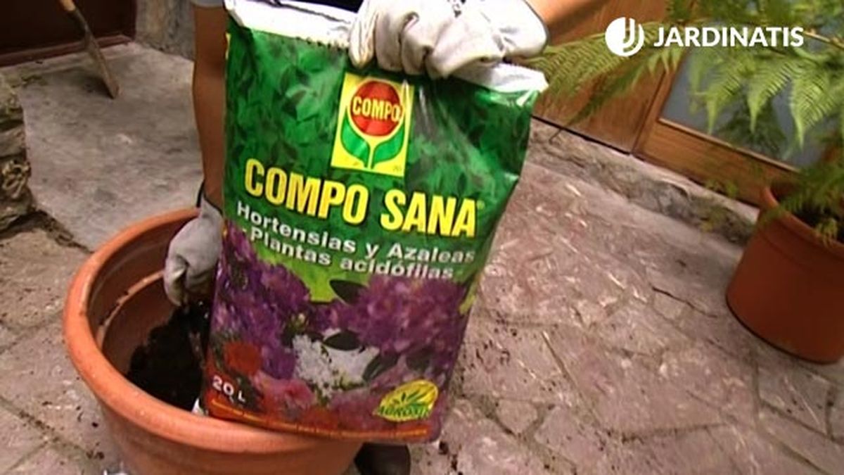 sustrato acido para helechos arboreos brico 463 jardin