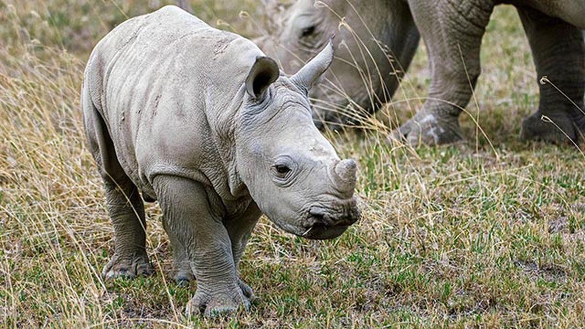 rinoceronte 8 cria