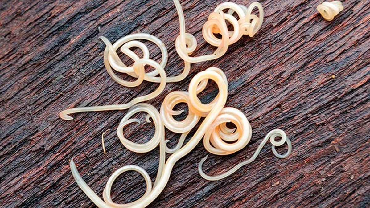 los 6 parasitos mas frecuentes en perros ascaris