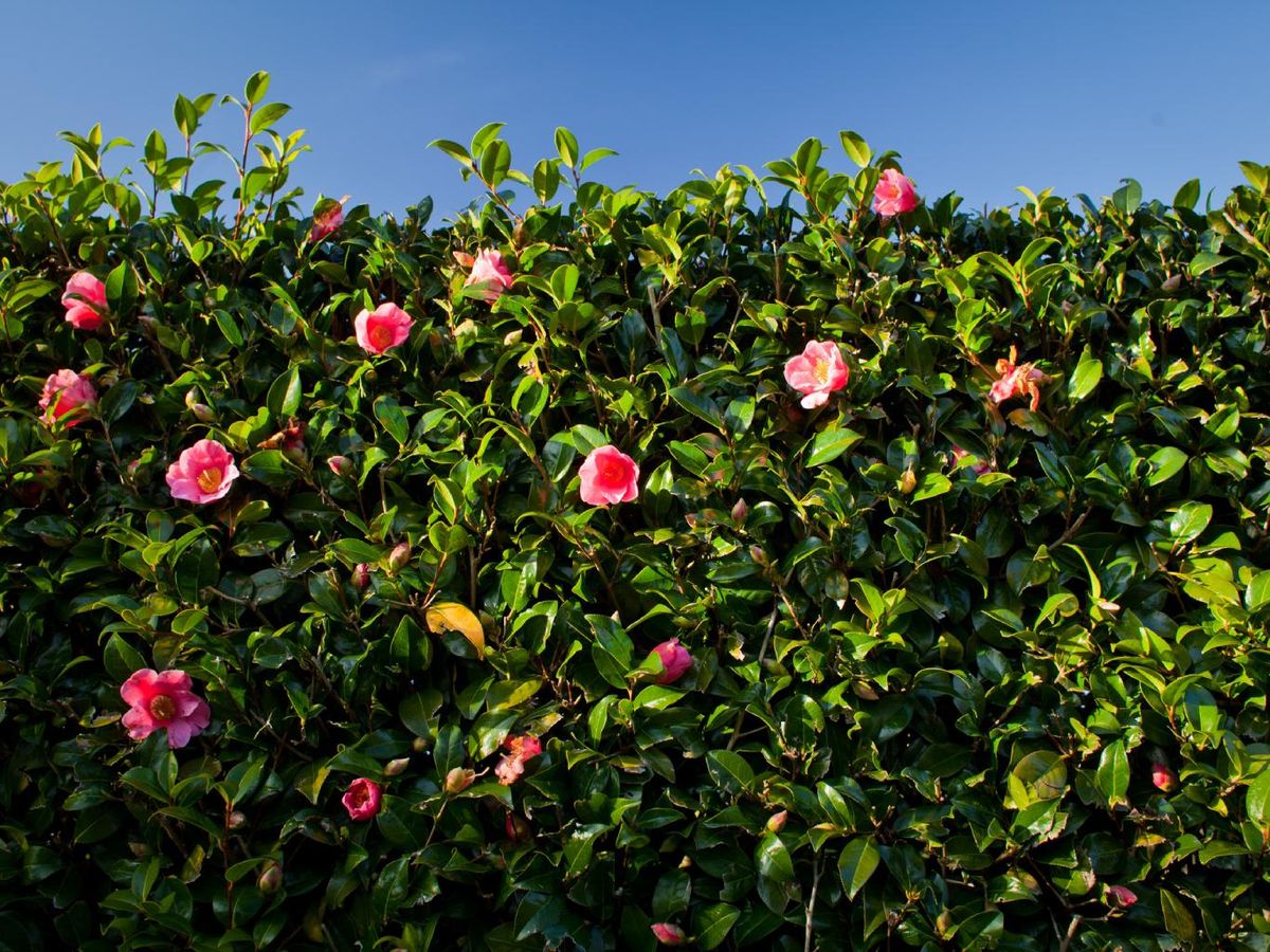 La camelia es una de las plantas más comunes para formar setos frondosos.