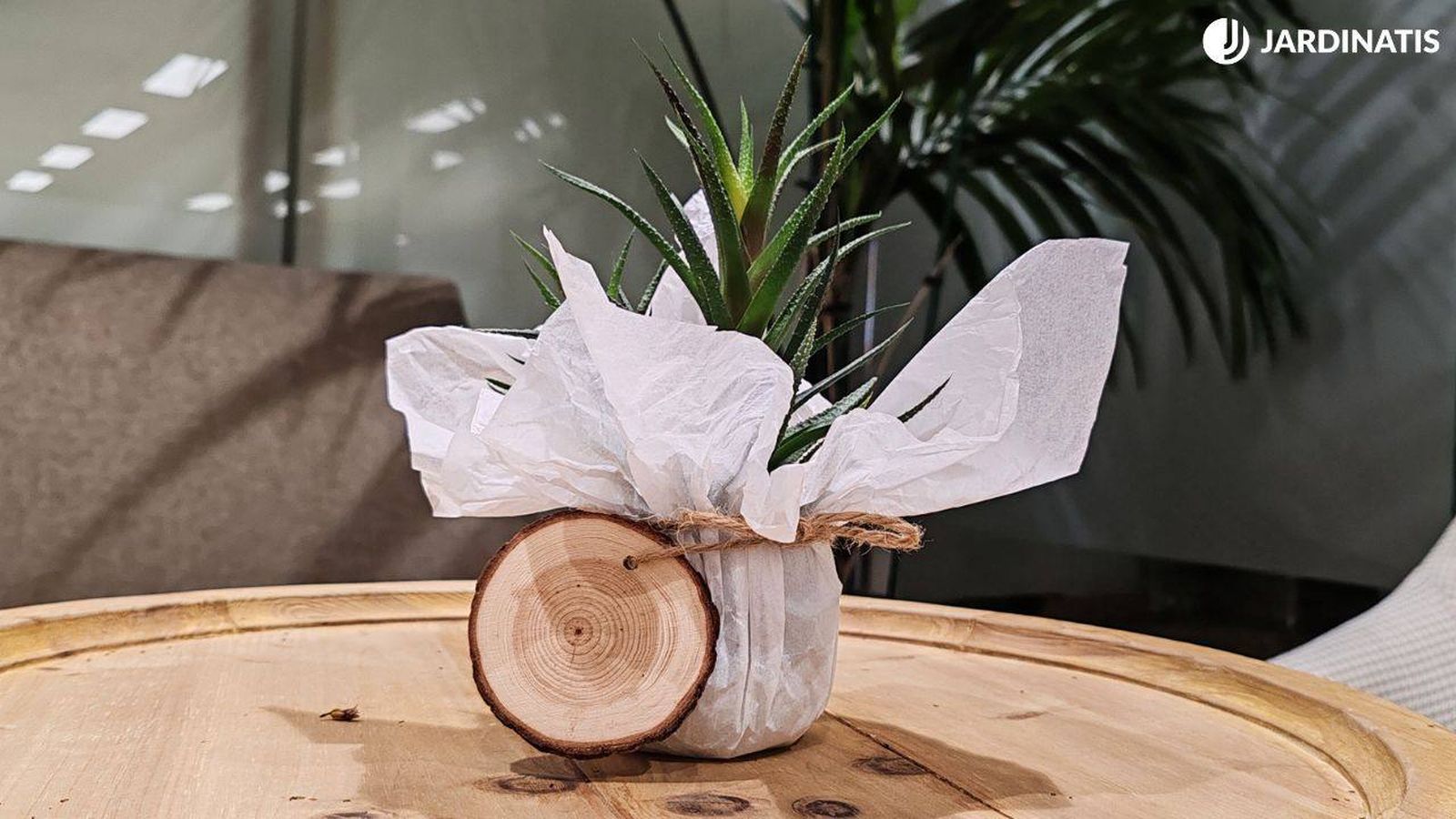 Envolver una planta para regalo es convertir lo0 en un detalle único