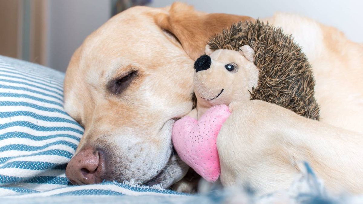 mascotas embarazo psicologico perras sintomas