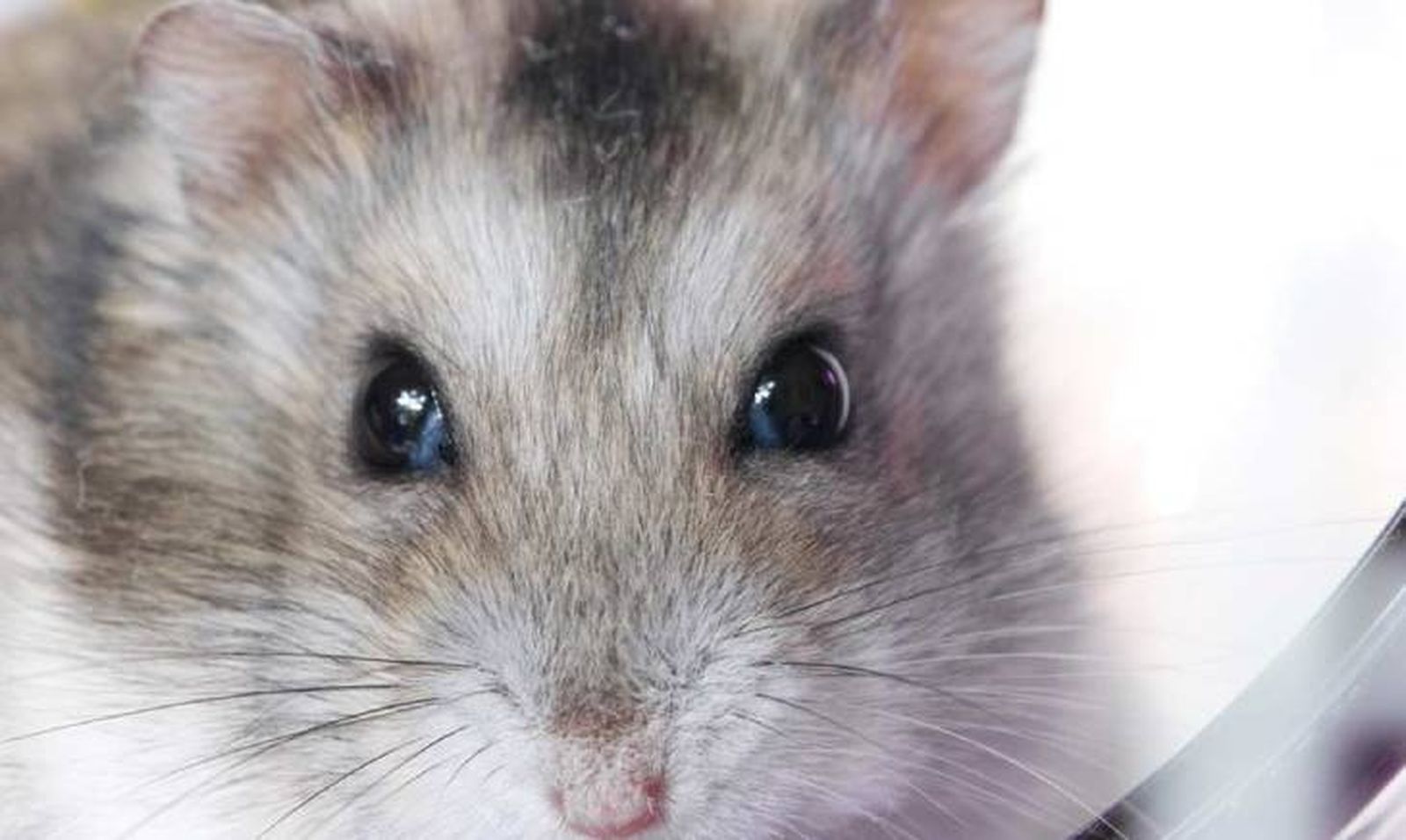 se puede tener dos hamsters rusos juntos (1)