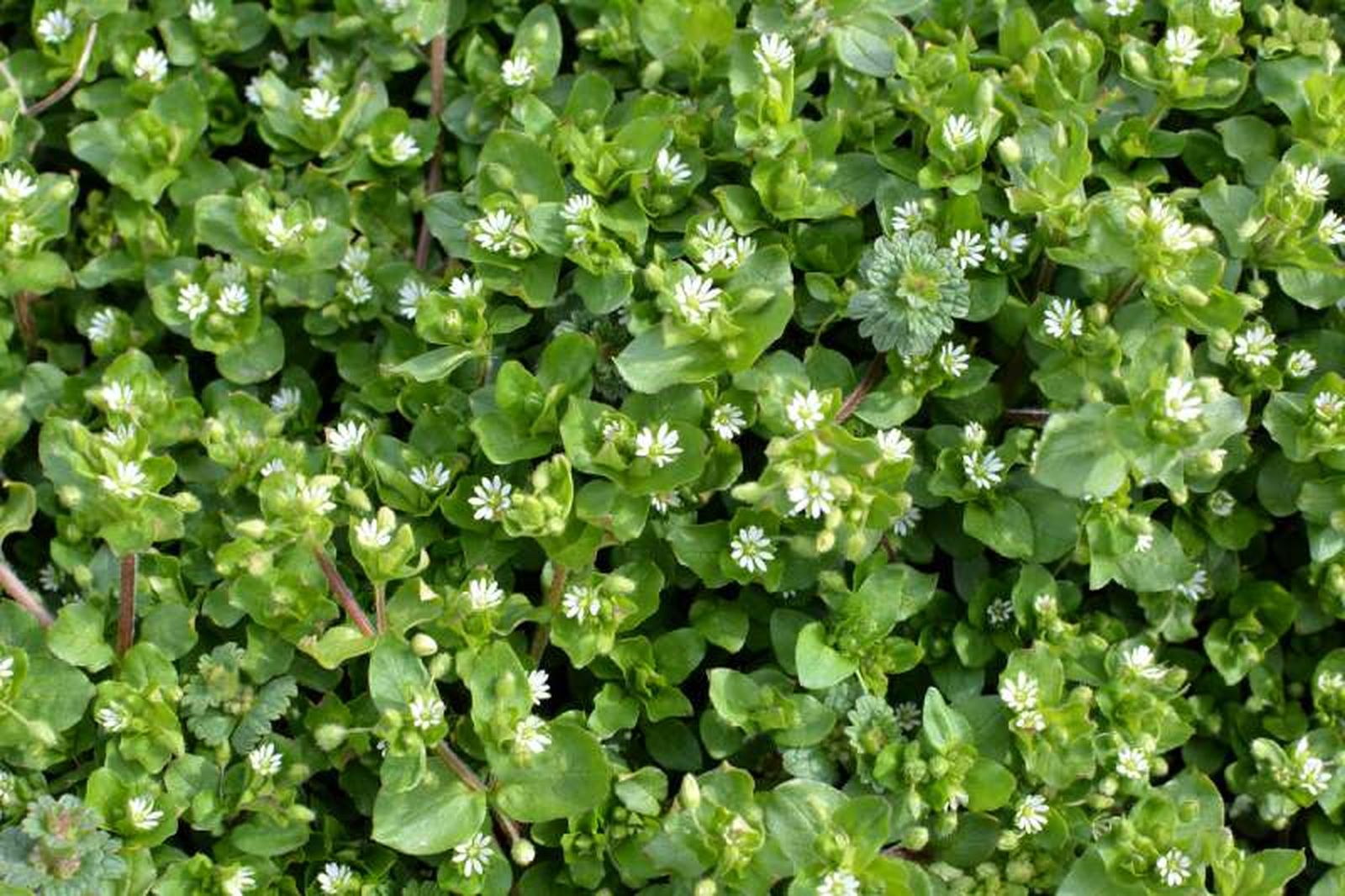 La pamplina es una planta herbácea anual.