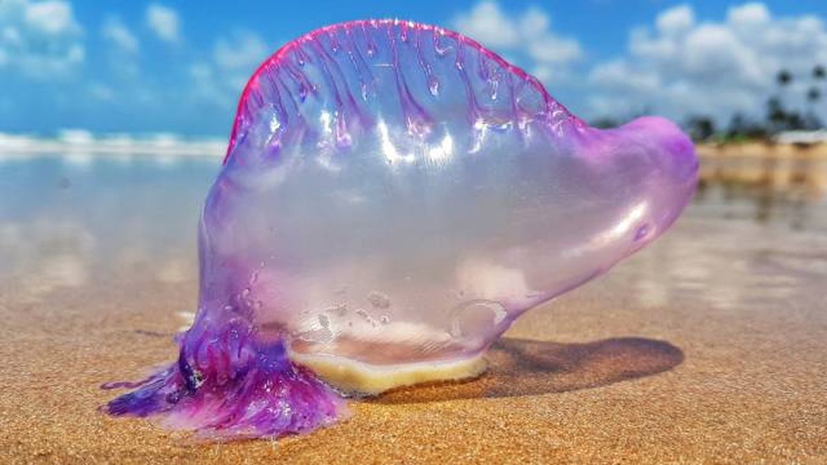 animales marinos visita verano costas espana carabela portugesa y tiburon tintorera