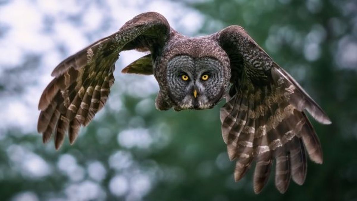 buhos como mascota 5