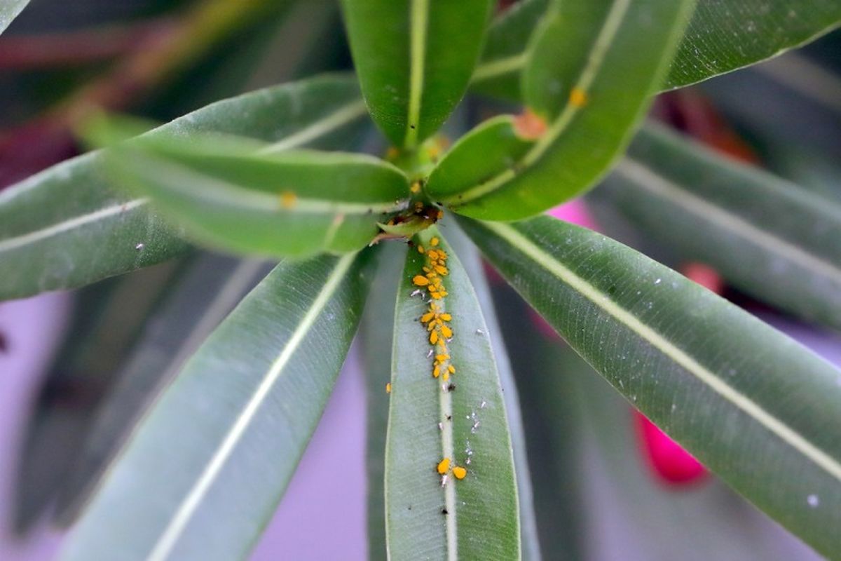 Pulgón en una planta de adelfa