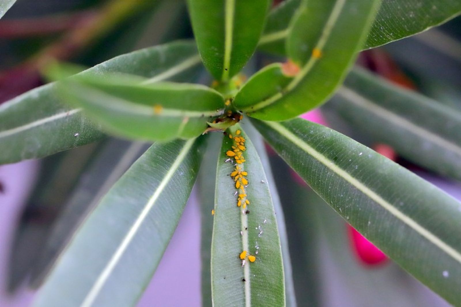 Pulgón en una planta de adelfa