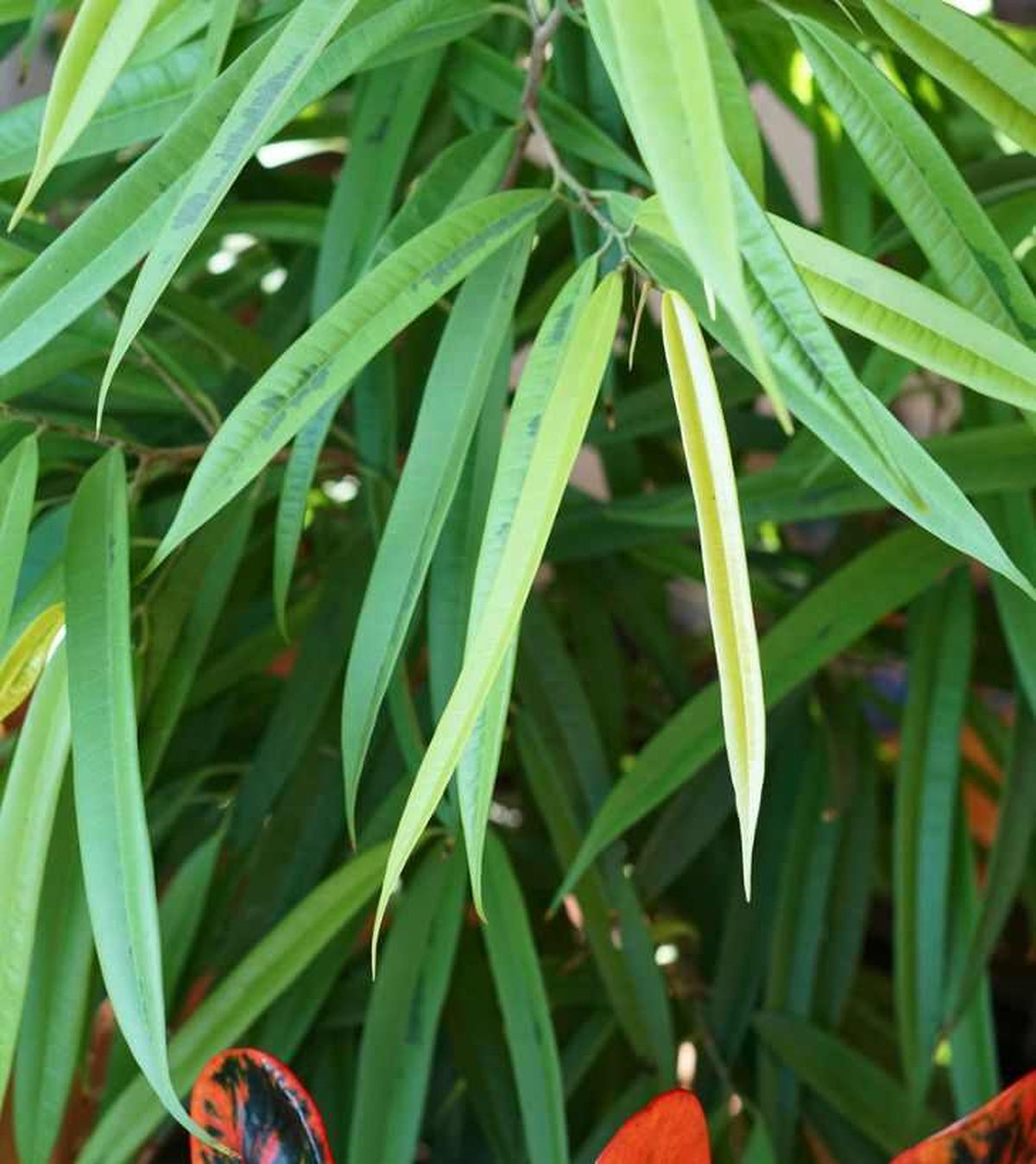 Hojas del Ficus binnendijkiim