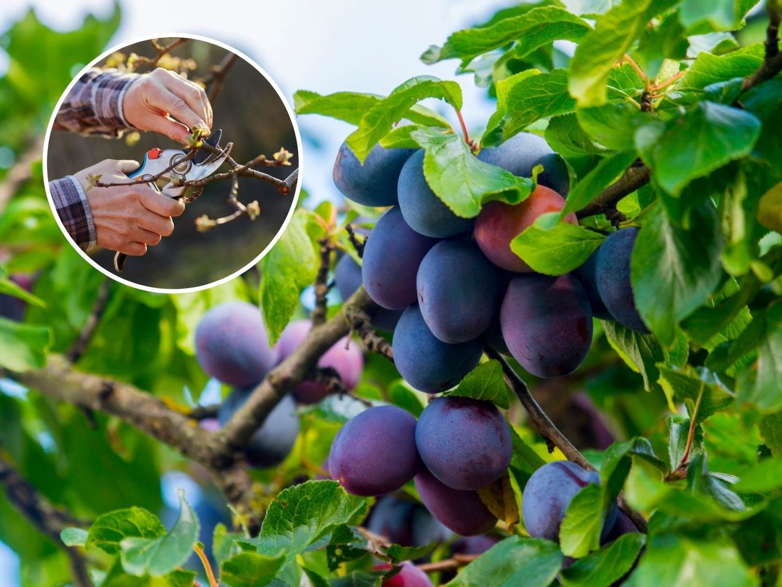 La poda del ciruelo es un aspecto clave en su cultivo.
