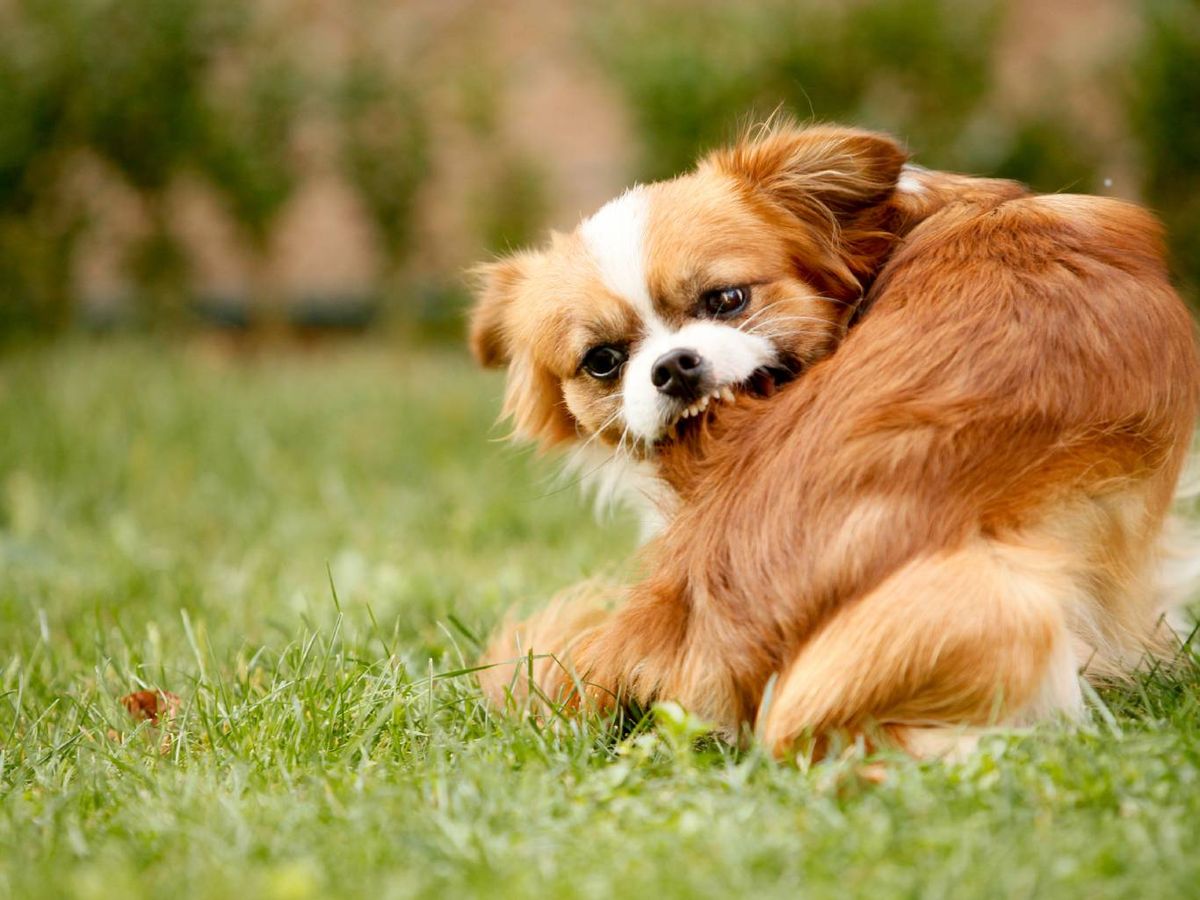Las pulgas y garrapatas pueden provocar un picor insoportable a los perros.