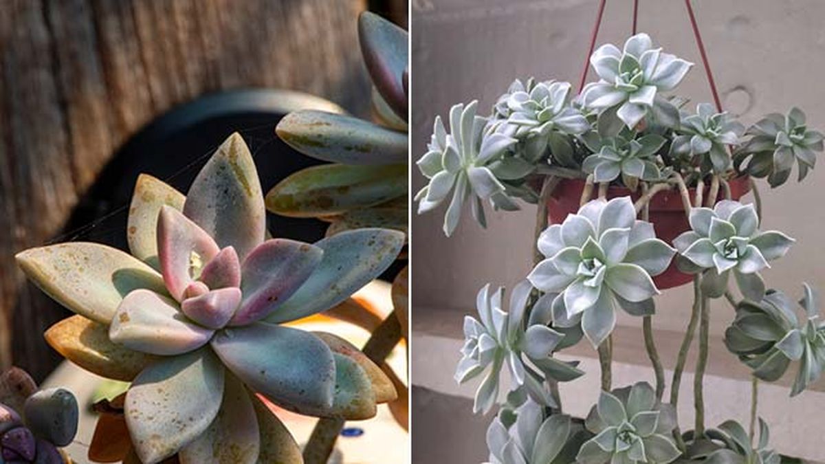 graptopetalum porte colgante jardinatis 22 19
