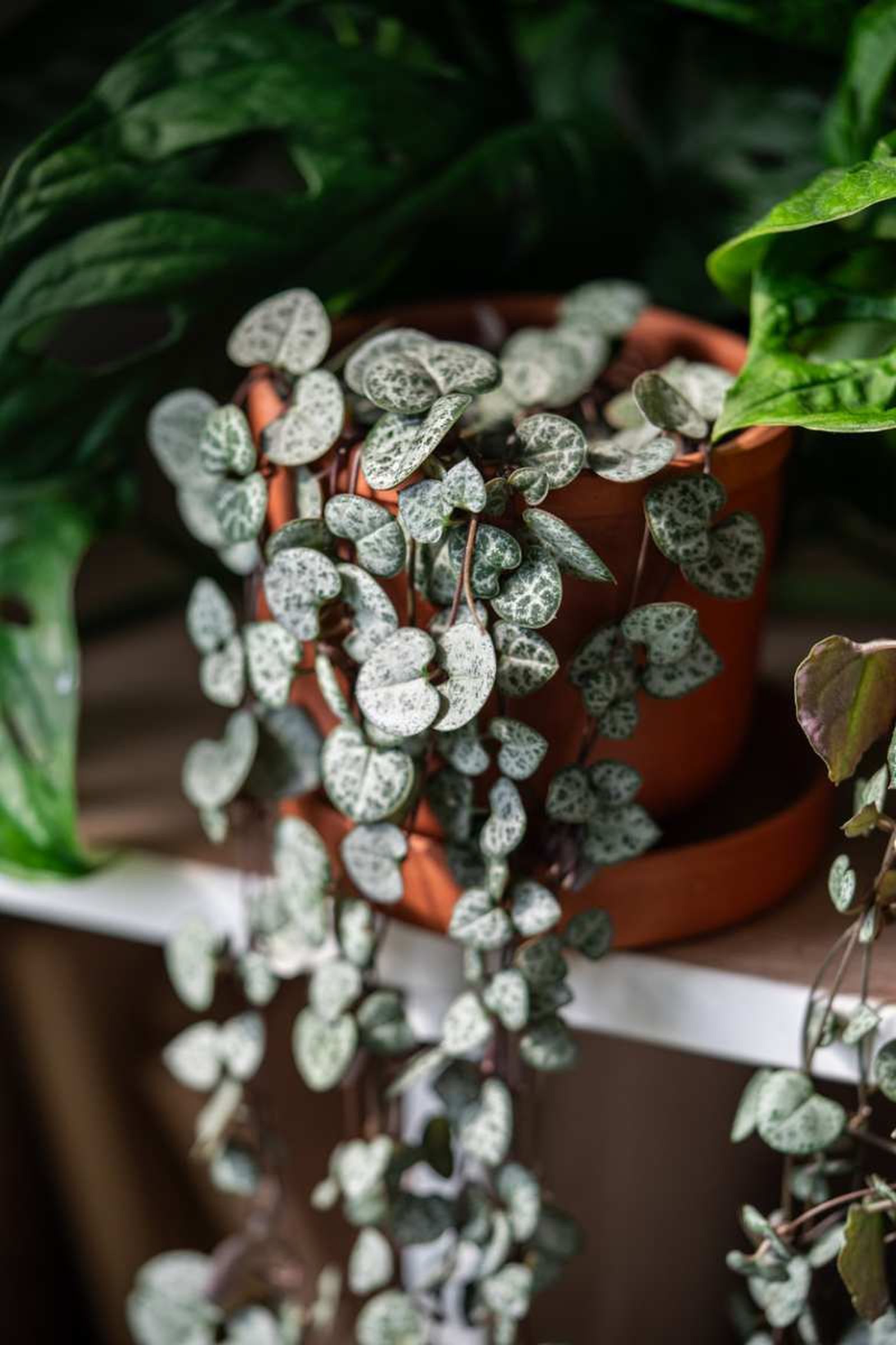 Ceropegia woodii.