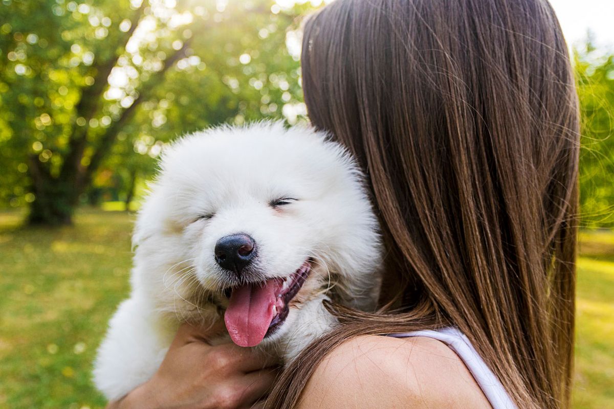 samoyedo perro sonriente