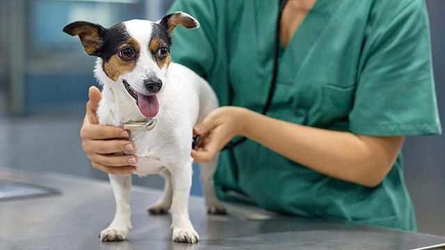 como detectar prevenir el asma en perros veterinario