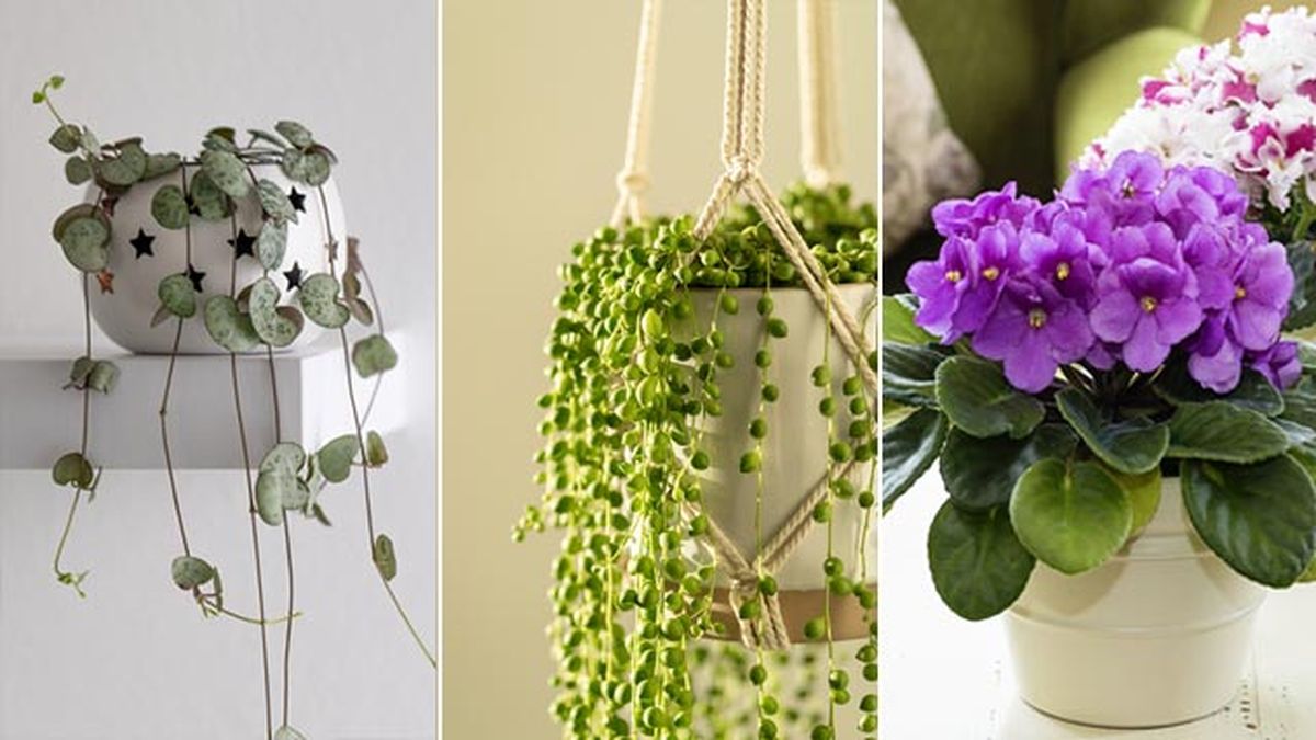 plantas  san solterin ceropegia woodii senecio rowleyanus cioleta africana