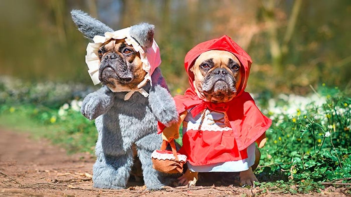 consejos disfraces mascotas 4