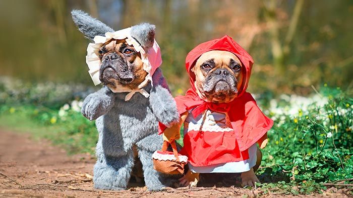 consejos disfraces mascotas 4