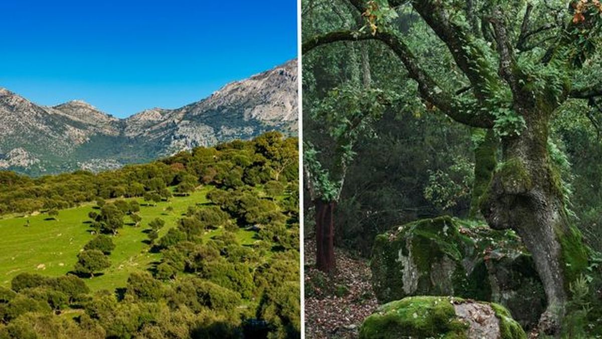 parque natural de los alcornocales