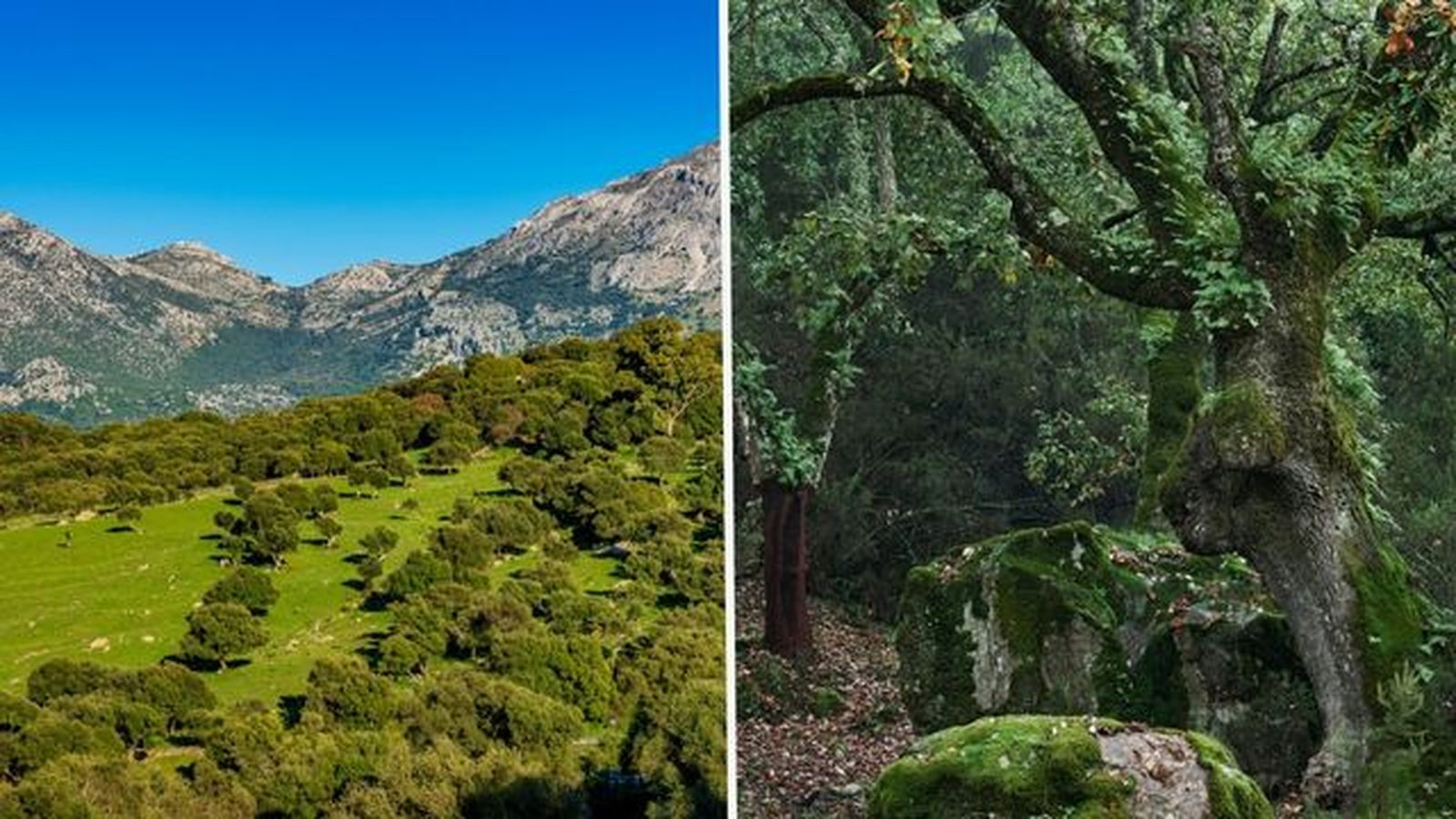 parque natural de los alcornocales