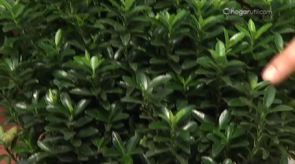 Euonymus pulchellus verde