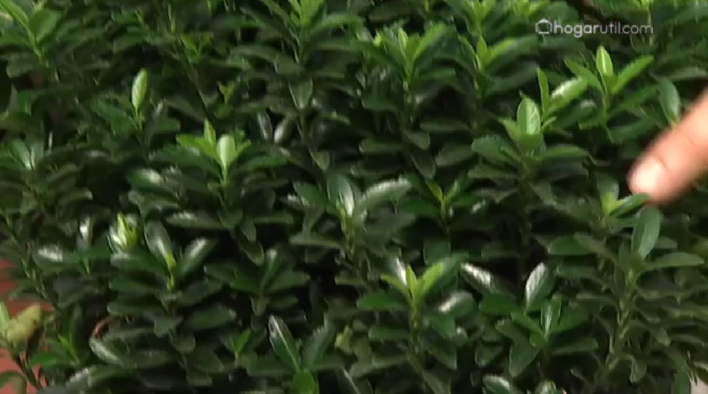 Euonymus pulchellus verde