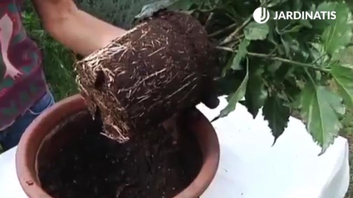 como traplantar un hibisco a maceta cepellon