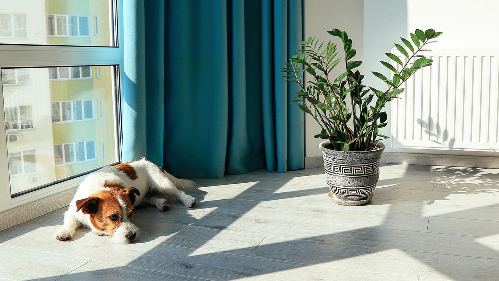 problemas perros humedad portada