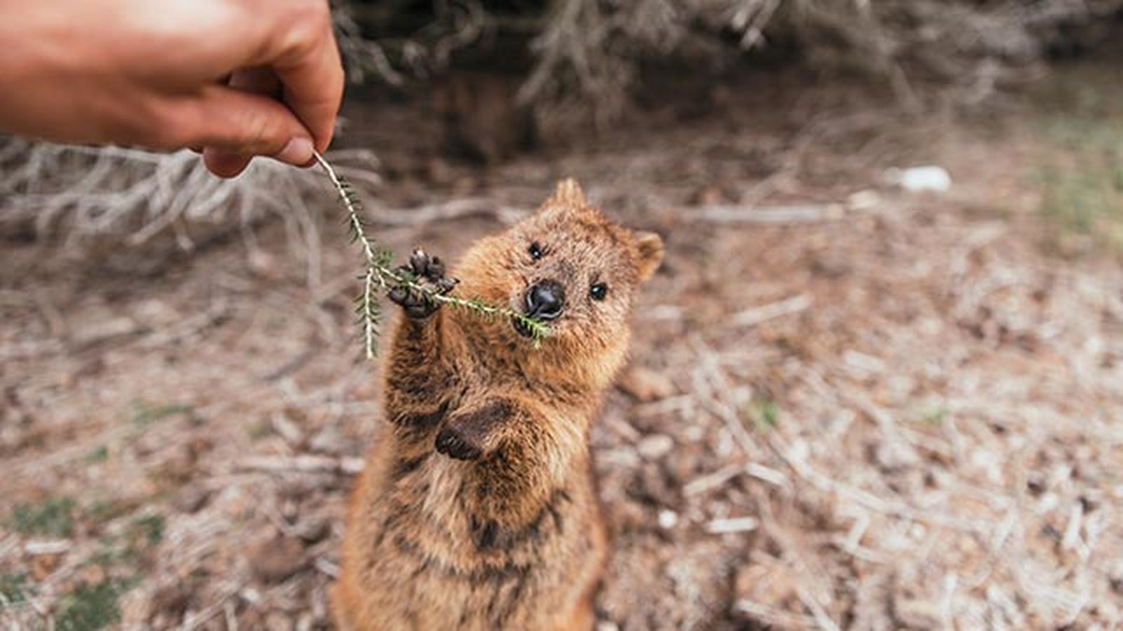quokka 4 ramita