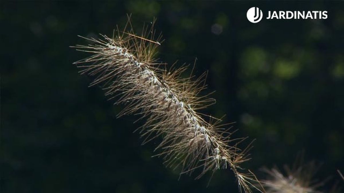 Pennisetum alopecuroides Chinese fountain grass xl deco 634