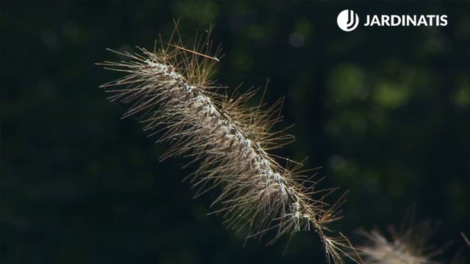 Pennisetum alopecuroides Chinese fountain grass xl deco 634