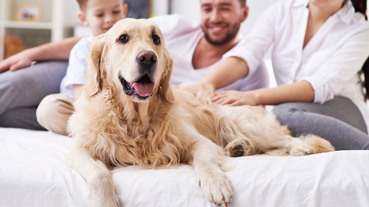 perro llegada casa pautas