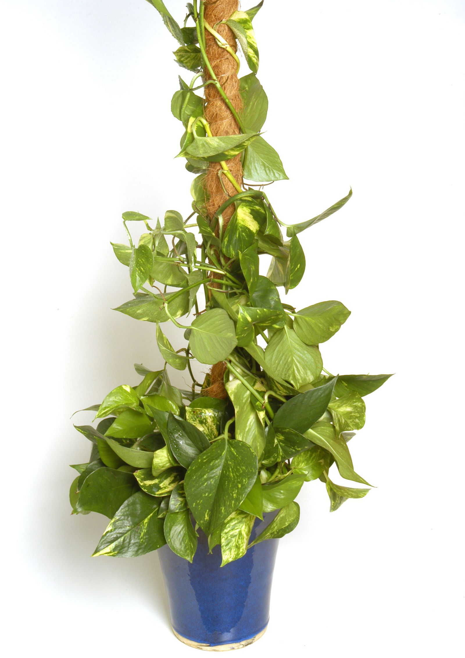 Convertir poto colgante en poto vertical