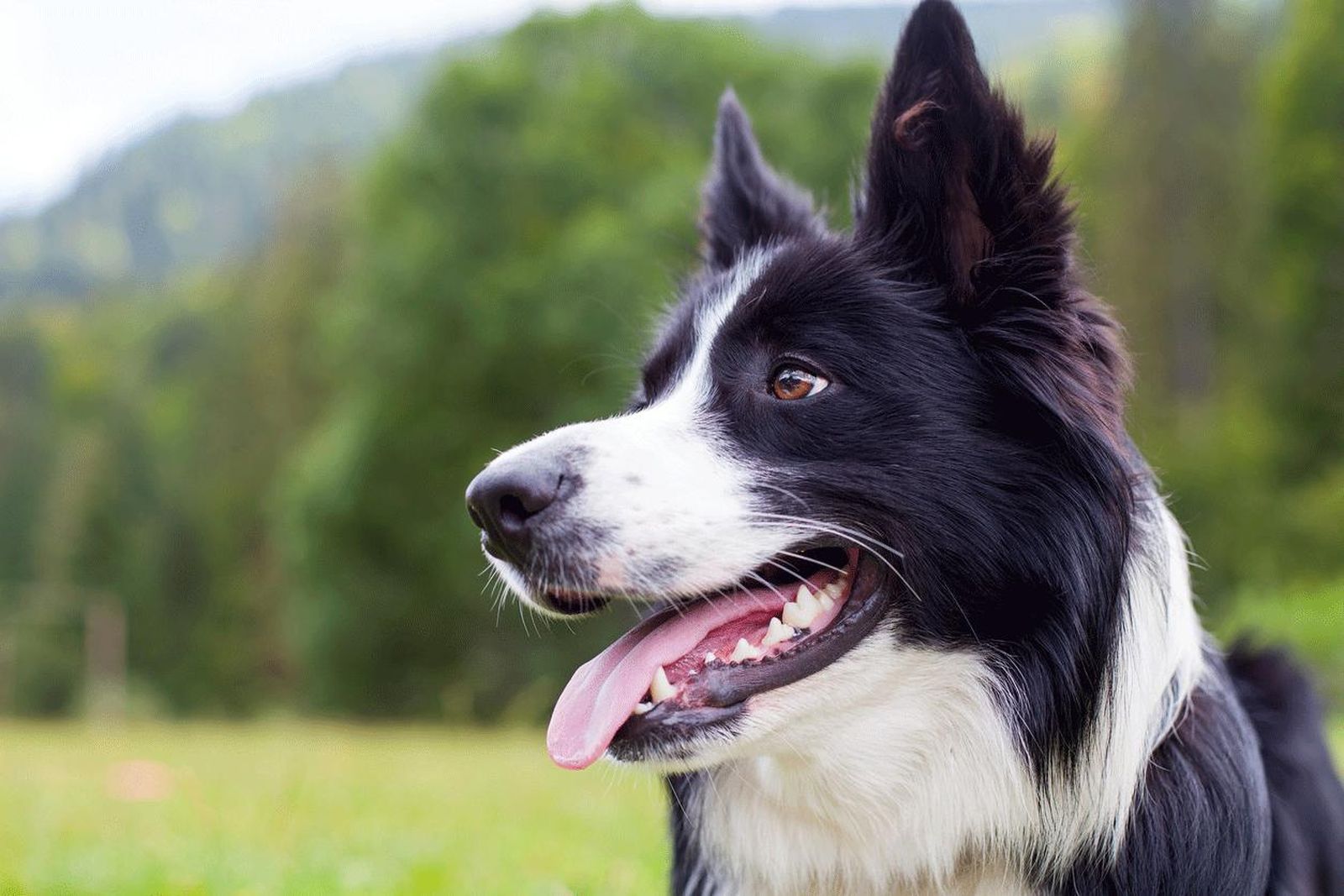 razas vivir piso border collie