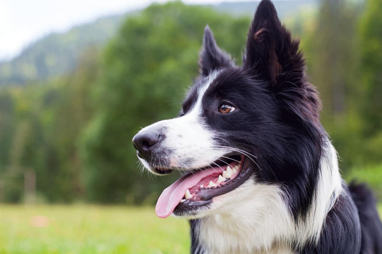 razas vivir piso border collie
