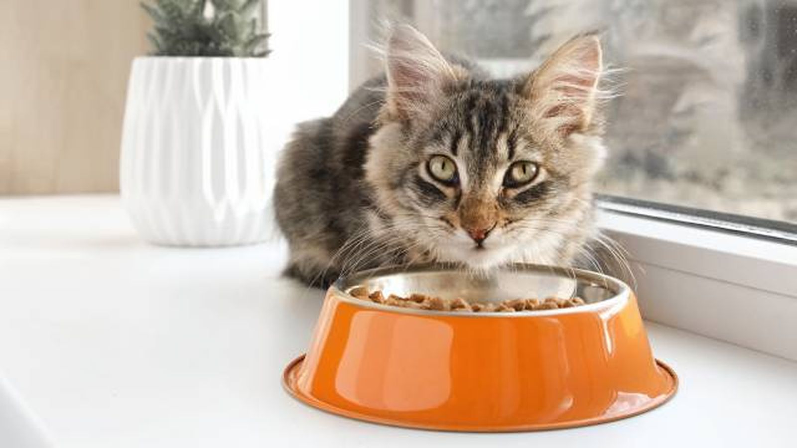 como identificar y tratar alergias en gatos