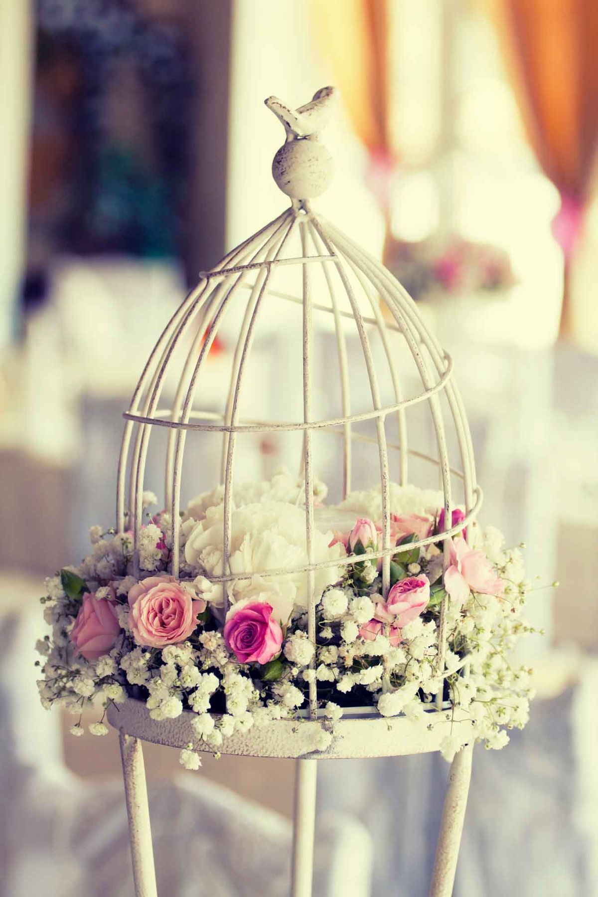 Jaula de suculentas 1